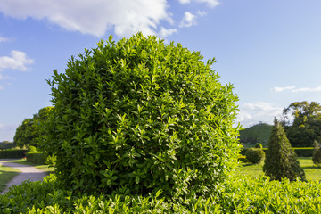 Wild Privet Ligustrum hedge nature texture A sample of topiary art