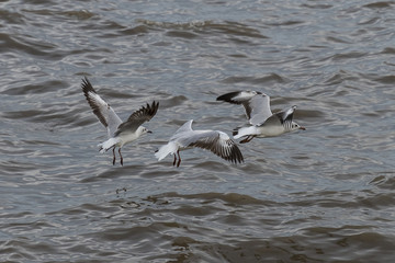 Flying seagulls