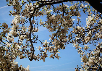 Beautiful branches of  magnolia x soulangeana tree full of delicate white blossoms in springtime against a blue sky