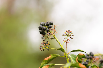 Dark berries on a plant in spring with a blurry background.