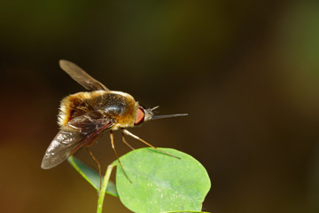 Image of bee flies or bombylius major on green leaf. Insect. Animal.