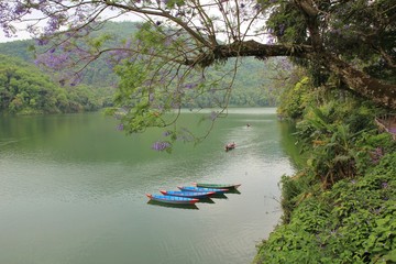 Fototapeta na wymiar Blue rowing boats on Fewa lake, Pokhara. Tree with purple flowers. Spring scene in Nepal.