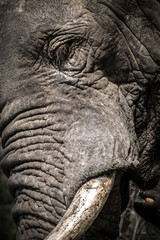 Fototapeta premium Nahaufnahme Kopf afrikanischer Elefant (Loxodonta africana)