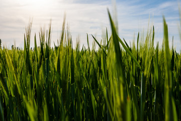 VIew of a lake during sunset