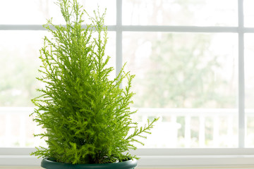Lemon Cypress plant in green pot