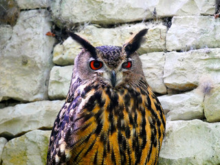 Hibou grand duc
