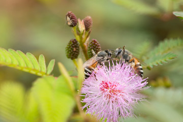 Herb plant,Mimosa pudica (Sensitive plant, sleepy plant, Sleeping grass, the touch-me-not)