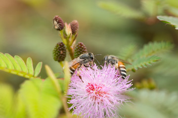 Herb plant,Mimosa pudica (Sensitive plant, sleepy plant, Sleeping grass, the touch-me-not)