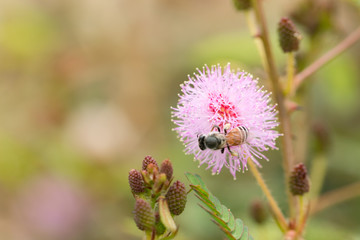 Herb plant,Mimosa pudica (Sensitive plant, sleepy plant, Sleeping grass, the touch-me-not)