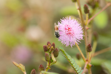 Herb plant,Mimosa pudica (Sensitive plant, sleepy plant, Sleeping grass, the touch-me-not)