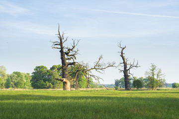 Dęby w Rogalinie © Piotr Szpakowski