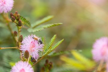 Herb plant,Mimosa pudica (Sensitive plant, sleepy plant, Sleeping grass, the touch-me-not)