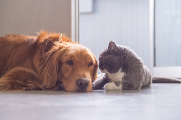 British short hair cat and golden retriever friendly to get along