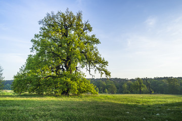 Dąb na wiosennej łące