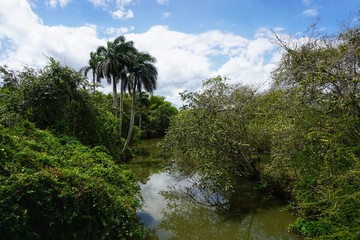 Fototapeta na wymiar Fluss auf Kuba, Karibik