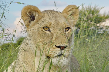 Junges Löwen Männchen im Gras 