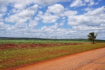Landwirtschaft, Feld auf Kuba, Karibik