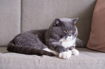 Obraz na płótnie Canvas Cute British short hair cat, shot indoors