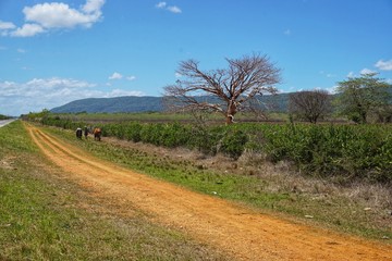 Landschaft uns Landwirtschaft auf Kuba, Karibik