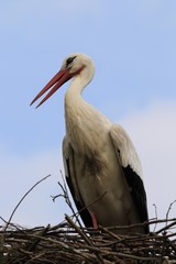white stork