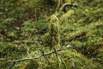 A beautiful grass impaled on wooden stick