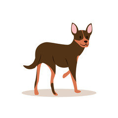 Raster image of a brown chihuahua that looks back