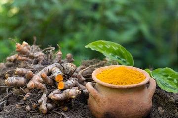 Turmeric root (Curcuma longa),Herb plant
