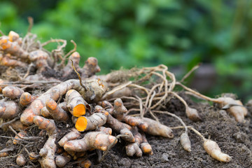 Turmeric root (Curcuma longa),Herb plant