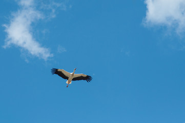 portrait of stork flying on blue sky background