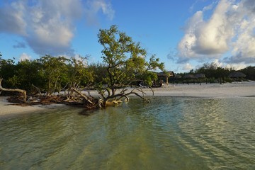 Mangroven im Abendlicht auf Cayo Coco, Kuba