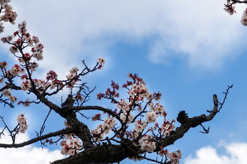 View of the beautiful cherry blossoms at the Gyeongbok Palace in spring in Seoul.