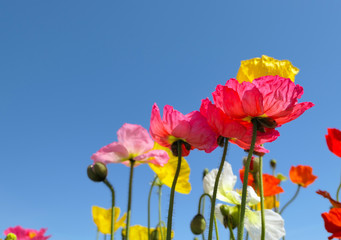 Obraz premium A close-up of a poppy