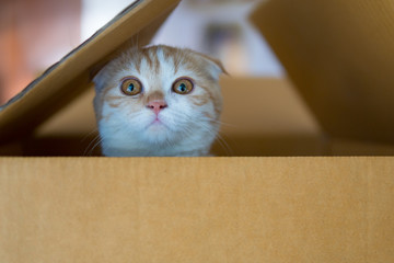 scottish fold cat, beautiful kitten