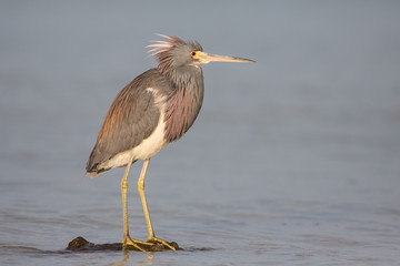 Tricolored heron (Egretta tricolor) at Estero Lagoon, Fort Myers, Florida