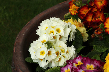 A wonderful white violet in flowerpot