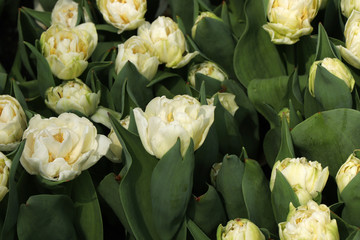 A many tulipa on one place can create amazing background on your pc