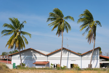 Tropical coconut tree palms bending by wind over the roofs of  houses on a blue sky background