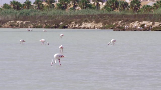 Flamingos walking across shallow water in the Las Salinas solt lake, Murcia, Spain