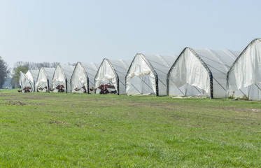 row with foil tents in which asparagus is grown 