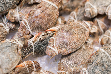 Horse Flower crab, Blue crab for sale.