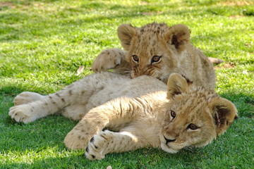 Löwen Babies beim Spielen im Gras