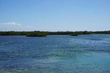 Mangroven Wälder im Meer auf Kuba, Cayo Coco