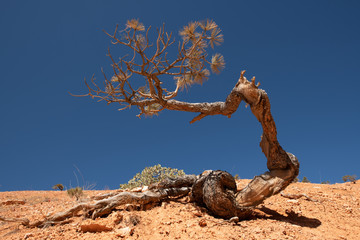 Life ecology solitude concept - Lonely green tree in blue sky background, National Park, USA