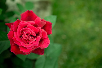 Beautiful red rose