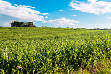 Summer day in the italian countryside