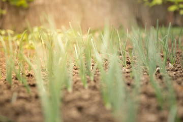 Young onion in the garden.