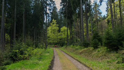 Running through a forest in Germany