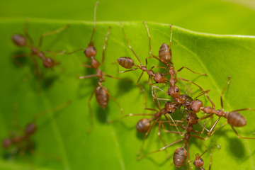 Red ant,Weaver Ants (Oecophylla smaragdina),Action of ant, ant standing