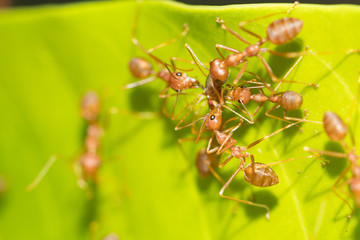 Red ant,Weaver Ants (Oecophylla smaragdina),Action of ant, ant standing