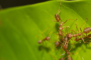 Red ant,Weaver Ants (Oecophylla smaragdina),Action of ant, ant standing